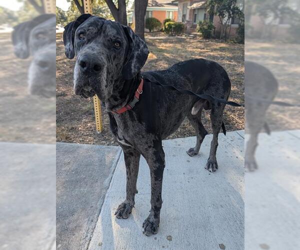 Medium Photo #1 Great Dane Puppy For Sale in San Antonio, TX, USA