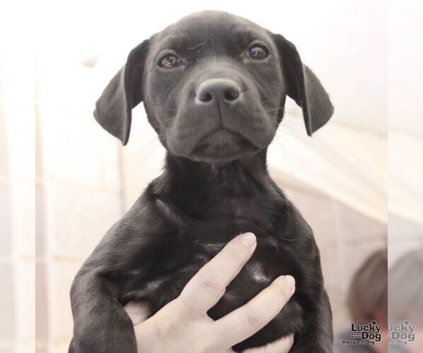 Medium Photo #3 Labrador Retriever-Unknown Mix Puppy For Sale in Washington, DC, USA