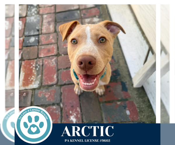 Medium Photo #11 Labrador Retriever-Unknown Mix Puppy For Sale in Kimberton, PA, USA