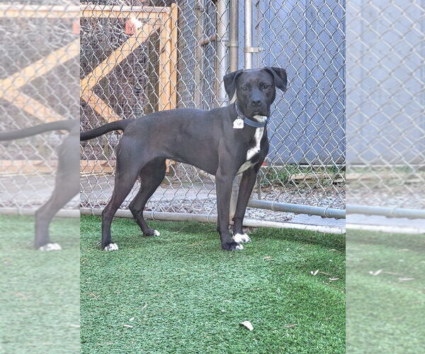 Medium Photo #10 Labrador Retriever-Unknown Mix Puppy For Sale in Ellijay, GA, USA