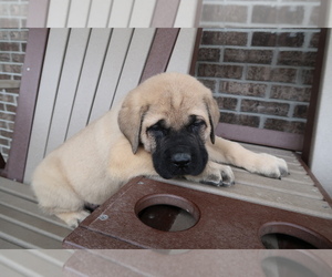 Mastiff Puppy for sale in BLOOMINGTON, IN, USA