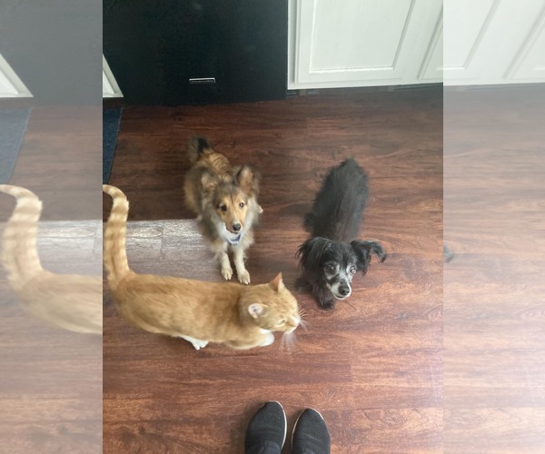 Medium Photo #4 Mutt Puppy For Sale in Catasauqua, PA, USA