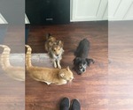 Small #3 Mutt