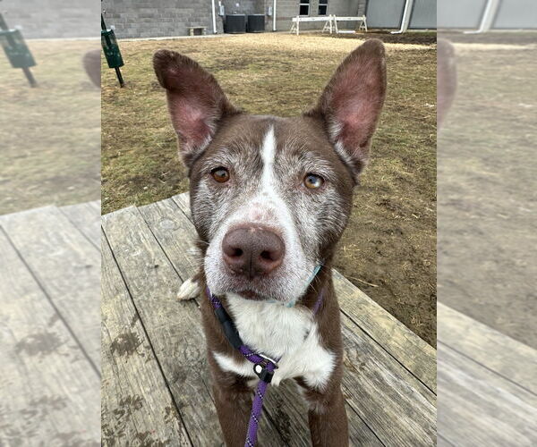 Medium Photo #3 Siberian Husky-Unknown Mix Puppy For Sale in Evansville, IN, USA