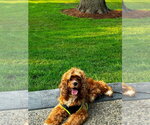 Small Cocker Spaniel