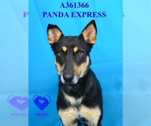 Medium Photo #2 German Shepherd Dog Puppy For Sale in Stockton, CA, USA