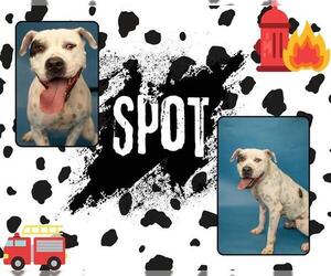 Mutt Dogs for adoption in Pearland, TX, USA