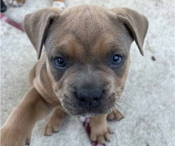 Medium Photo #5 American Bully Puppy For Sale in MYRTLE BEACH, SC, USA
