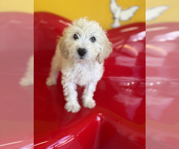 Medium Photo #3 Cavapoo (Miniature) Puppy For Sale in Studio City, CA, USA