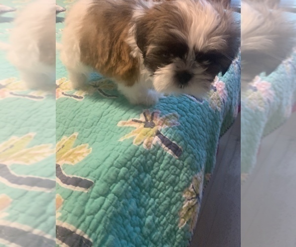 Medium Photo #17 Shih Tzu Puppy For Sale in FORT WORTH, TX, USA