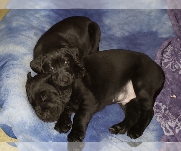 Medium Photo #19 Labrador Retriever Puppy For Sale in WOODLAND, WA, USA