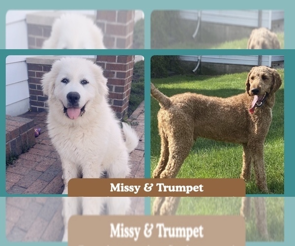 Medium Photo #15 Pyredoodle Puppy For Sale in MINSTER, OH, USA