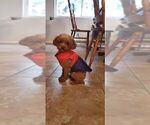 Small Photo #1 Poodle (Miniature) Puppy For Sale in MIRA LOMA, CA, USA