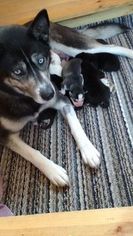 Mother of the Siberian Husky puppies born on 12/06/2016