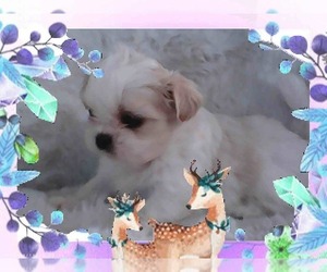 Shih Tzu Puppy for sale in FEDERAL WAY, WA, USA
