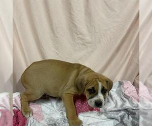 American Bandogge mastiff Dogs for adoption in Modesto, CA, USA