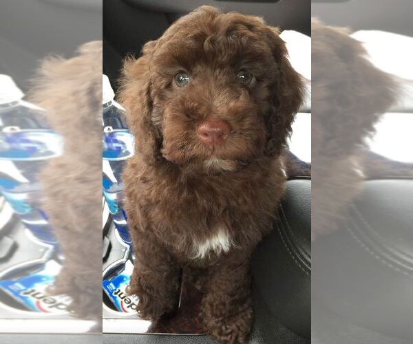 Medium Photo #9 Goldendoodle Puppy For Sale in WINTER GARDEN, FL, USA