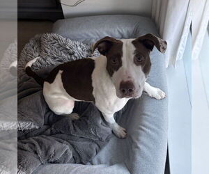 Mutt Dogs for adoption in Boston, MA, USA