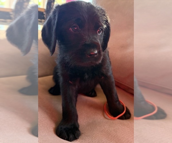 Medium Photo #4 Labradoodle Puppy For Sale in ESCONDIDO, CA, USA