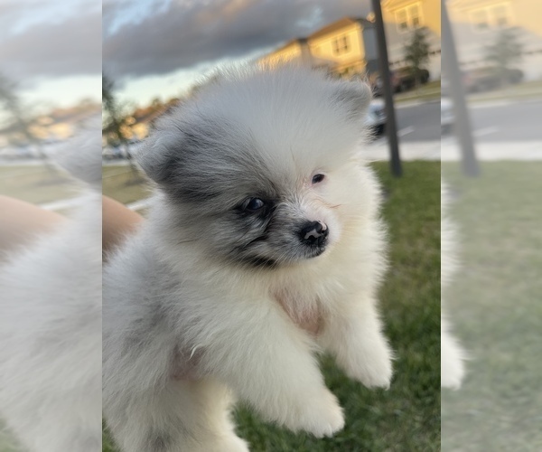 Medium Photo #7 Pomeranian Puppy For Sale in ORLANDO, FL, USA