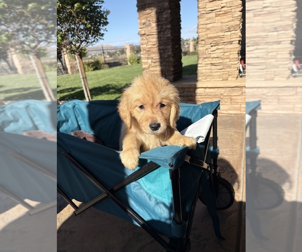 Medium Photo #1 Golden Retriever Puppy For Sale in RIVERSIDE, CA, USA