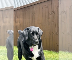 Labrador Retriever Dogs for adoption in SUMMERVILLE, SC, USA