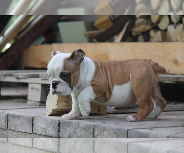 Medium Photo #2 English Bulldog Puppy For Sale in HOLLYWOOD, FL, USA