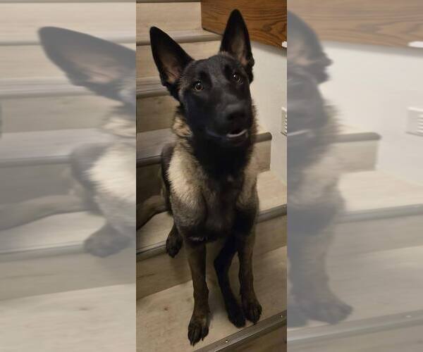 Medium Photo #3 Mutt Puppy For Sale in Imlay City, MI, USA