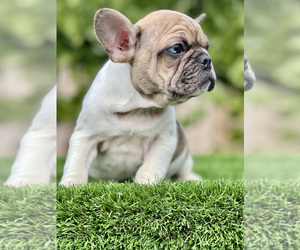 French Bulldog Puppy for sale in SAN DIEGO, CA, USA