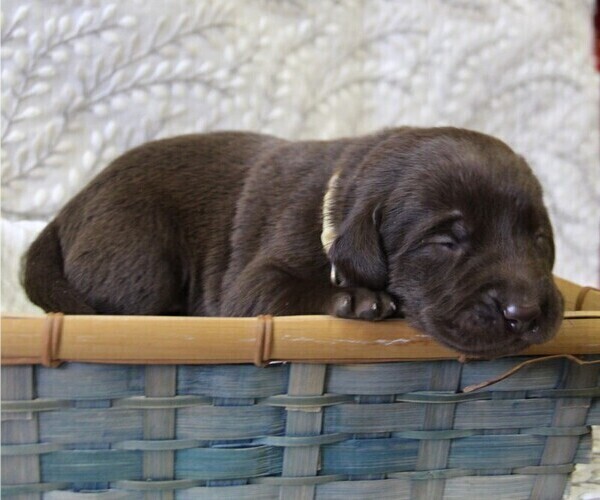 Medium Photo #2 Labrador Retriever Puppy For Sale in HYDE PARK, VT, USA