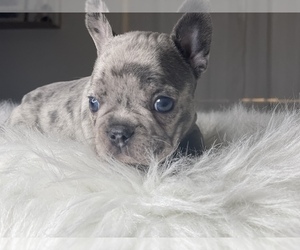 French Bulldog Puppy for Sale in TURLOCK, California USA