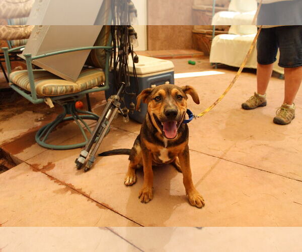 Medium Photo #6 American Staffordshire Terrier-German Shepherd Dog Mix Puppy For Sale in Cottonwood, AZ, USA