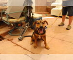 Small #5 American Staffordshire Terrier-German Shepherd Dog Mix