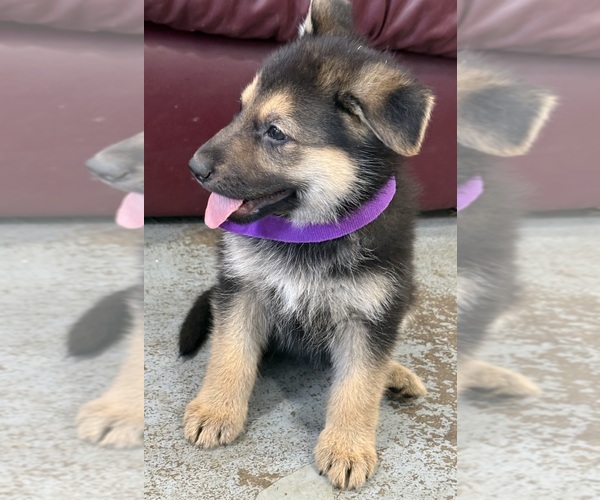 Medium Photo #11 German Shepherd Dog Puppy For Sale in BRIGHTON, CO, USA