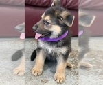 Small #10 German Shepherd Dog