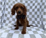 Small Cavapoo (Miniature)