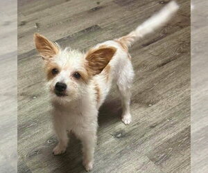 Jack Russell Terrier-Unknown Mix Dogs for adoption in Batavia, OH, USA