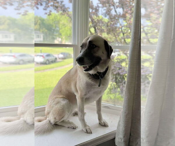 Medium Photo #2 Black Mouth Cur-Unknown Mix Puppy For Sale in Germantown, OH, USA