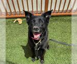 Small #1 Labrador Retriever Mix
