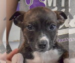 Small #1 Jack Russell Terrier Mix