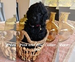 Small Photo #5 Goldendoodle Puppy For Sale in WHITE CLOUD, MI, USA