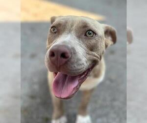 American Staffordshire Terrier-Labrador Retriever Mix Dogs for adoption in Waco, TX, USA