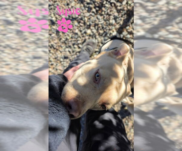 Medium Photo #1 American Pit Bull Terrier-Unknown Mix Puppy For Sale in Monte Vista, CO, USA