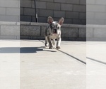 Small #7 French Bulldog
