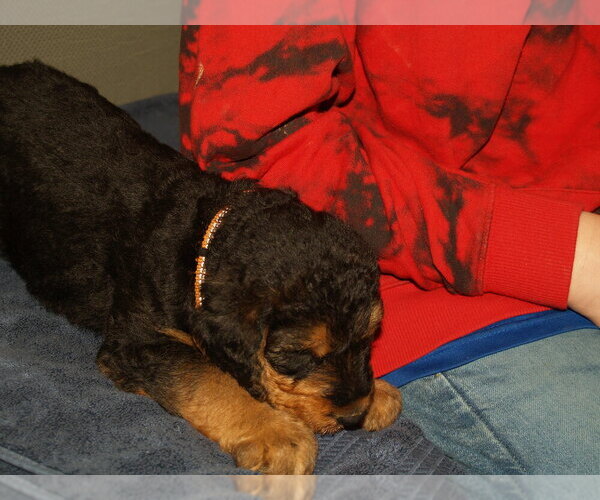Medium Photo #18 Airedale Terrier Puppy For Sale in CHARLESTOWN, IN, USA