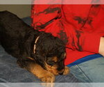 Small Photo #18 Airedale Terrier Puppy For Sale in CHARLESTOWN, IN, USA