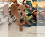 Leila - Female ShiChi Dog for Adoption - Small photo
