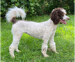Small Photo #1 Poodle (Standard) Puppy For Sale in DUNCAN, OK, USA
