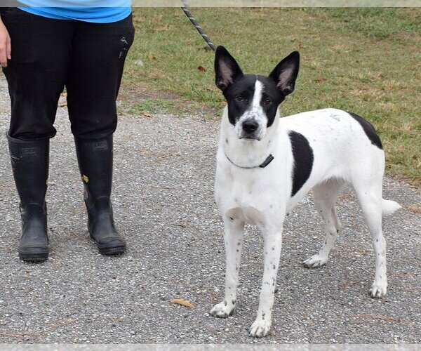 Medium Photo #2 Canaan Dog-Unknown Mix Puppy For Sale in Anniston, AL, USA