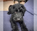 Puppy Sunny Girl Schnauzer (Giant)